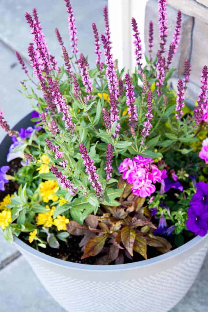 a flower pot with salvia, petunias, and potato vines