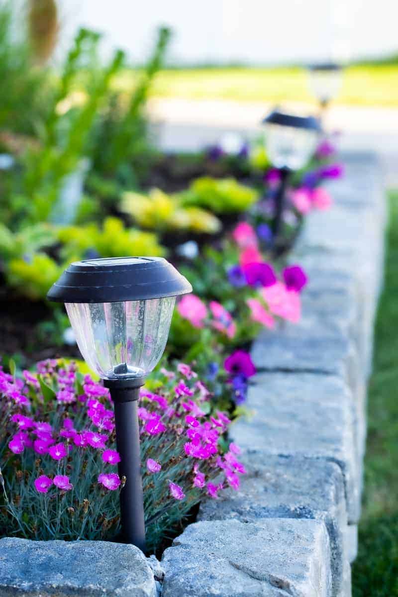 led solar lights from sams club in a flower bed during the day