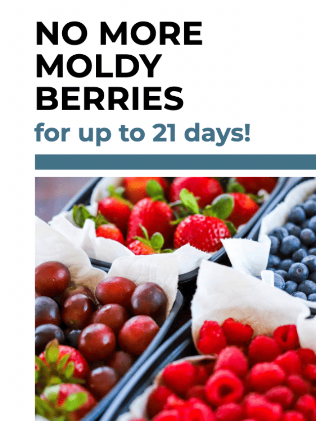 No Moldy Berries (BLOG POST)